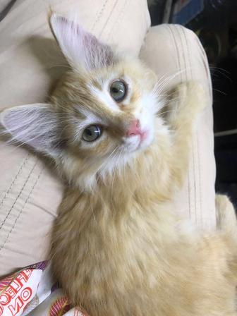 Котенок девочках ищет дом