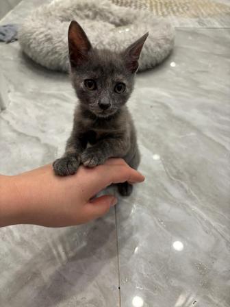 Отдам котенка бесплатно в добрые руки