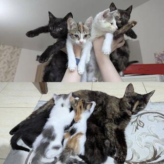 Котята ищут дом и семью