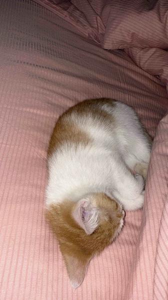 Котенок