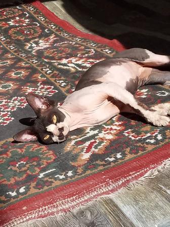 Продам кошку сфинкс 1,5 года