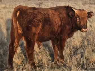 Продам подсосных бычков