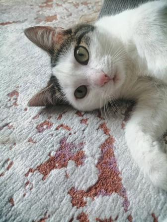Отдам кошечку