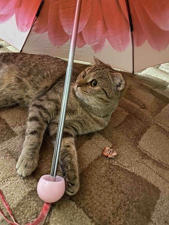 Кошка британская