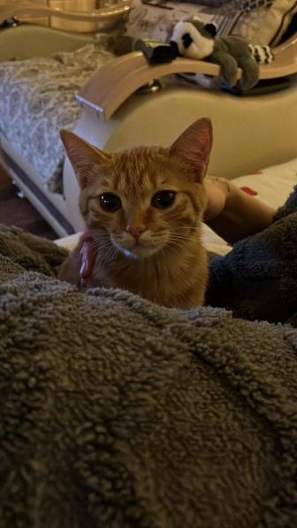 Отдам Котенка