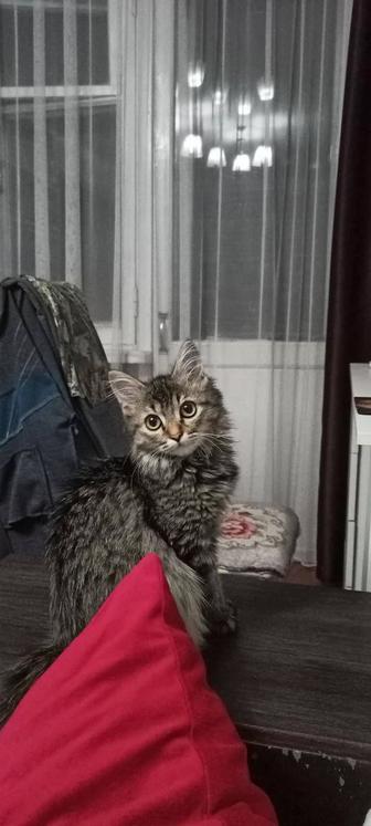 Котейка ищет дом