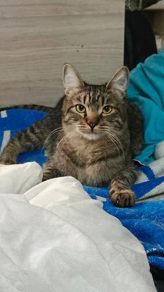 Ищет заботливую семью котенок