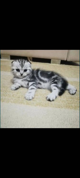 Шотландские котята