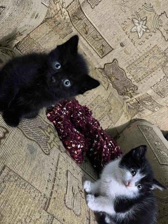 Котята ищут хозяина