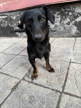 Такса кто потерял