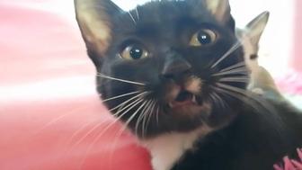 Котенок мальчик 4,5 месяца.