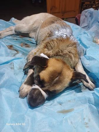 Ветеринар хирург