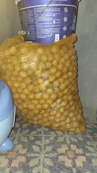 Продам грецкие орехи