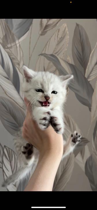 Котята