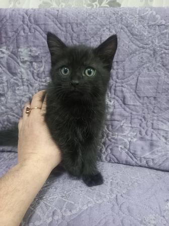 Ищем дом котенку