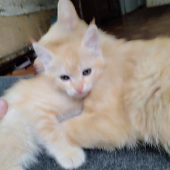 Котята домашние отдам в дар
