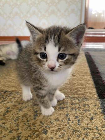 Котята