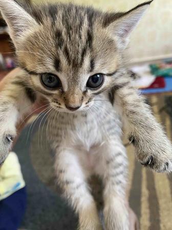 Котенок
