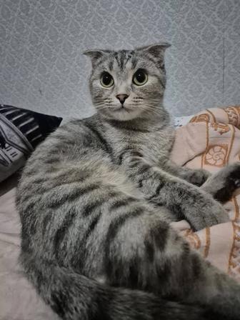 Отдам кошку