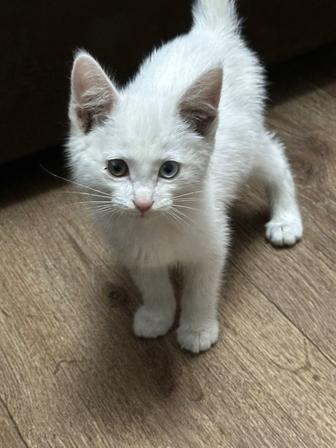 Котенок с гетерохромией