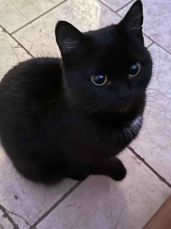 Отдам котенка девочку черного цвета
