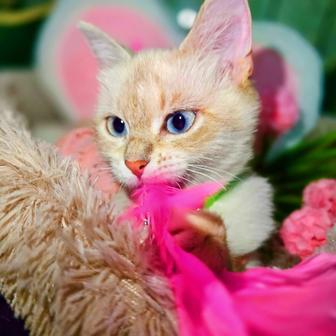 Кошка Юки
