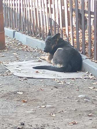 Продам немецкую овчарку