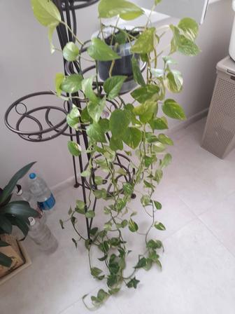 Продам растение эпипремнум