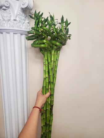 Бамбук счастья Lucky bamboo