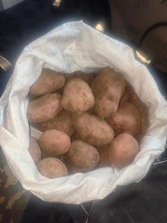 Продам картофель