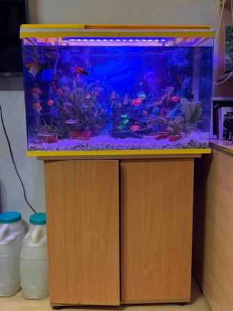 Продаеться аквариум с тумбой и рыбками на 140 литров