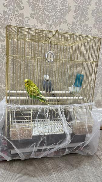 Тотықұс сатылады