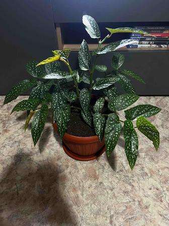 Бегония крылья ангела