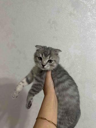 Котенок вислоухий