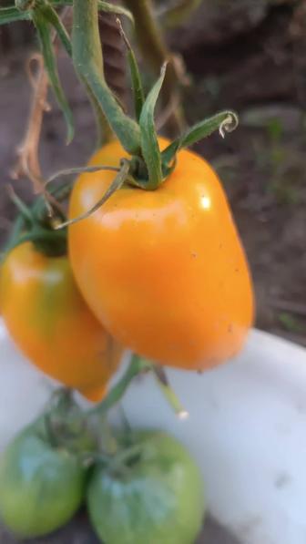 Продам домашние помидоры