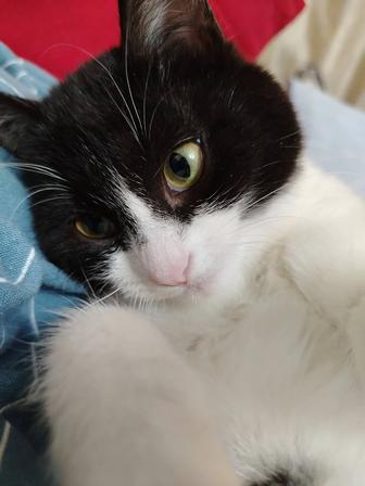 Отдам кошку в добрые руки