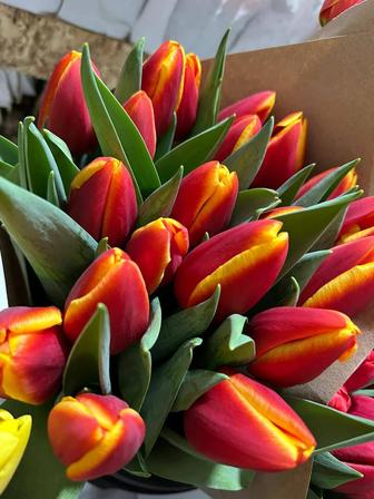 Голландские тюльпаны