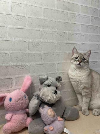 Отдам кота в хорошие руки