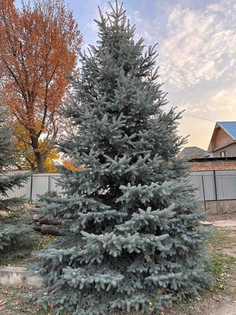 Голубая ель