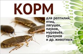 Мраморные тараканы