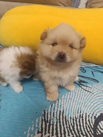 Продам щенков шпица