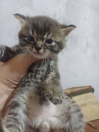 Отдаются в добрые руки котята