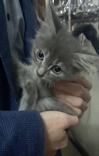 Отдам котенка в добрые руки