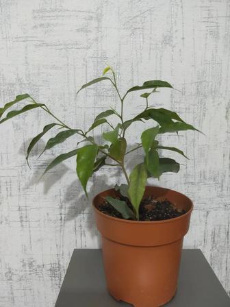 Фикус Бенджамина