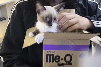 Котенка