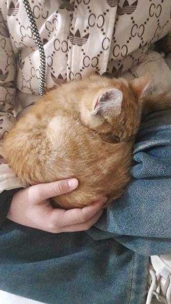 Котенок срочно ищет дом