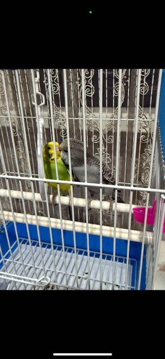 Продам попугаев