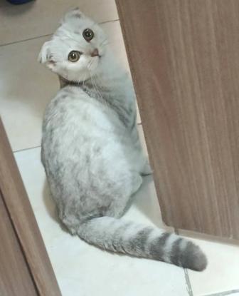 Продам срочно шотландского-вислоухого котенка возможен торг