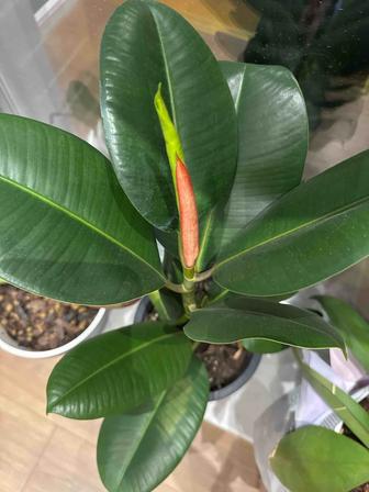 Фикус эластика. Фикус бенджамина