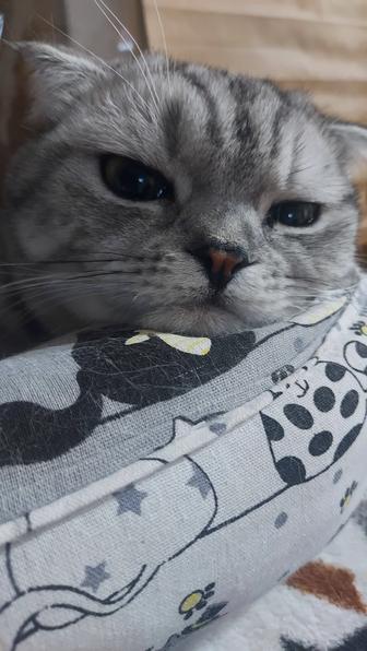 Отдам кота породистого в добрые руки, scottish fold